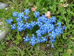 Gentiana verna